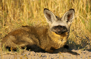 Nxai Pan Game Viewing